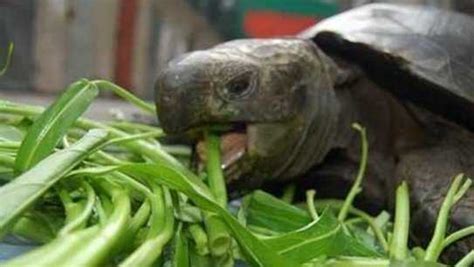 烏龜能吃嗎